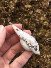 Sphoeroides spengleri