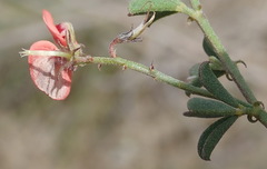 Indigofera sp12