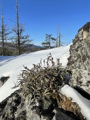 Penstemon fruticosus