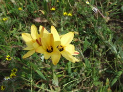 Ixia maculata
