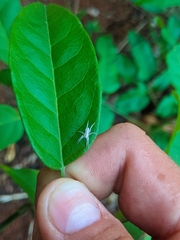 Arachosia praesignis