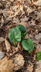 Arum maculatum