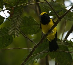 Melanochlora sultanea