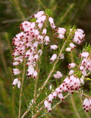 Erica erigena
