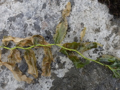 Potamogeton praelongus