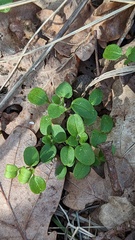 Veronica hederifolia-sublobata-triloba