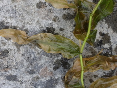 Potamogeton praelongus