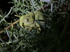Chamaeleo chamaeleon