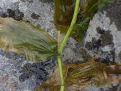 Potamogeton praelongus