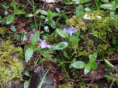 Vinca minor