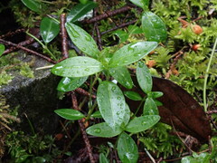 Vinca minor