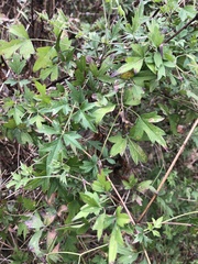 Clematis drummondii