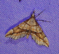 Psaliodes nictitans