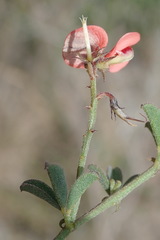 Indigofera sp12