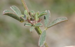 Indigofera sp12