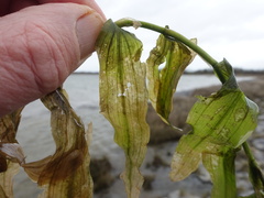 Potamogeton praelongus
