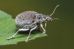 Cydianerus latruncularius