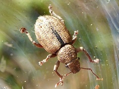 Strophosoma melanogrammum