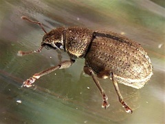 Strophosoma melanogrammum