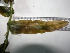 Potamogeton praelongus