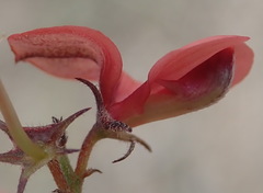 Indigofera sp12