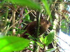 Cinnycerthia olivascens