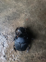 Sulcophanaeus faunus