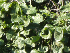 Arum italicum