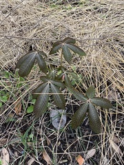 Aesculus pavia