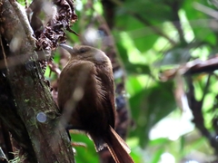 Cinnycerthia olivascens