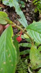 Glossoloma ichthyoderma