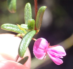 Indigofera sp14