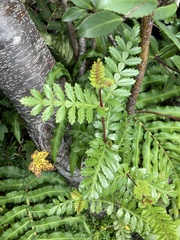 Weinmannia trichosperma