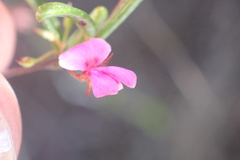 Indigofera sp14