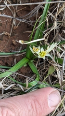 Nothoscordum bivalve