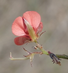 Indigofera sp12