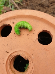 Phlogophora