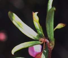Indigofera sp14