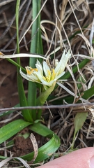 Nothoscordum bivalve
