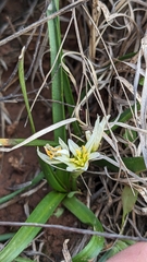Nothoscordum bivalve
