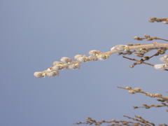 Salix caprea