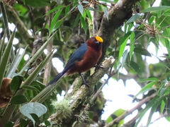 Catamblyrhynchus diadema