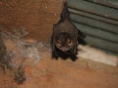 Common Big-Eared Bat photo 2