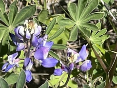 Parancistrocerus declivatus