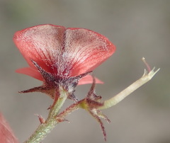 Indigofera sp12