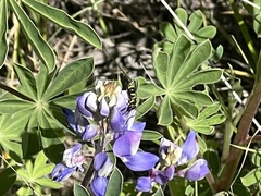 Parancistrocerus declivatus