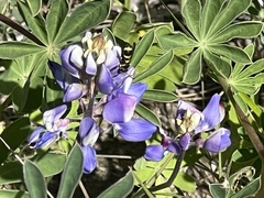 Parancistrocerus declivatus