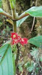 Glossoloma ichthyoderma