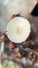 Ciboria amentacea