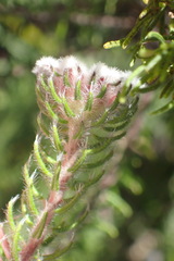 Phylica curvifolia